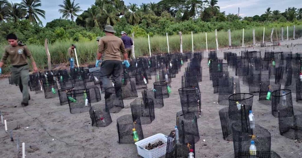 Más de 10 mil nidos de tortugas marinas protegidos en las playas de Tonosí 1 MiAMBIENTE protege más de 10 mil nidos de tortugas marinas