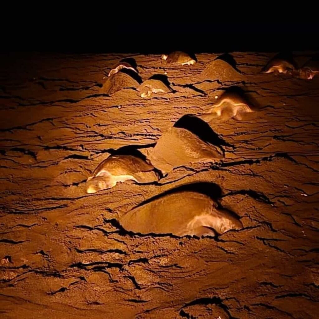 Más de 10 mil nidos de tortugas marinas protegidos en las playas de Tonosí 2 MiAMBIENTE protege más de 10 mil nidos de tortugas marinas