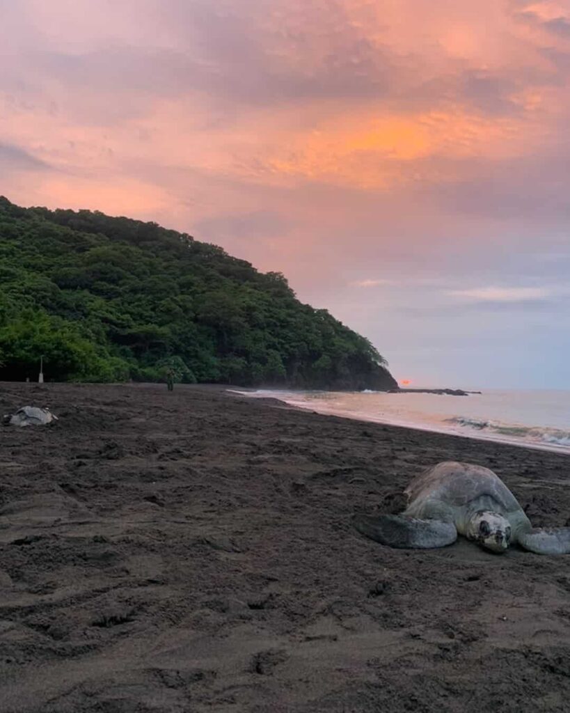 Más de 10 mil nidos de tortugas marinas protegidos en las playas de Tonosí 7 MiAMBIENTE protege más de 10 mil nidos de tortugas marinas