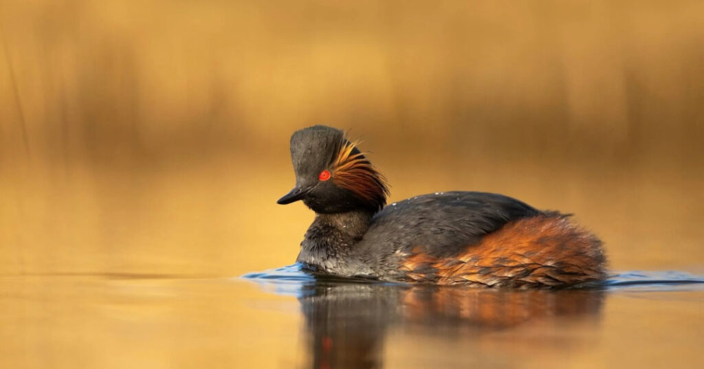 De vertedero a paraíso de aves: la restauración que asombra 1 Woolston Eyes