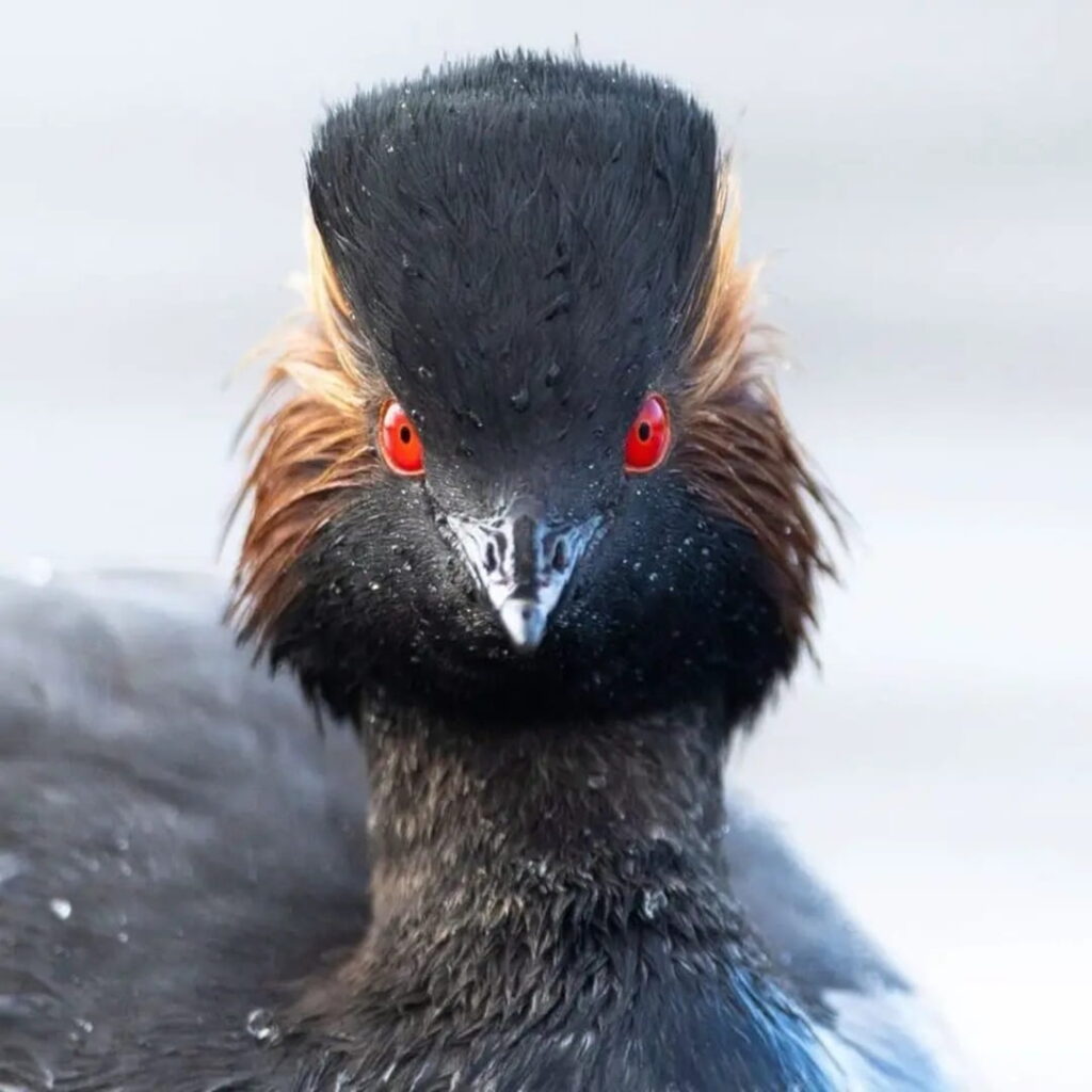 De vertedero a paraíso de aves: la restauración que asombra 2 Woolston Eyes