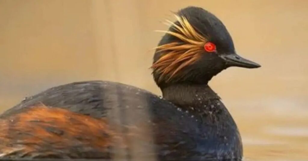 De vertedero a paraíso de aves: la restauración que asombra 6 Woolston Eyes
