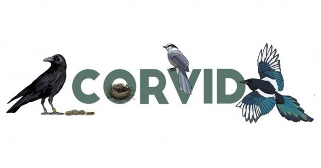 cuervos entrenados para recoger colillas de cigarrillos