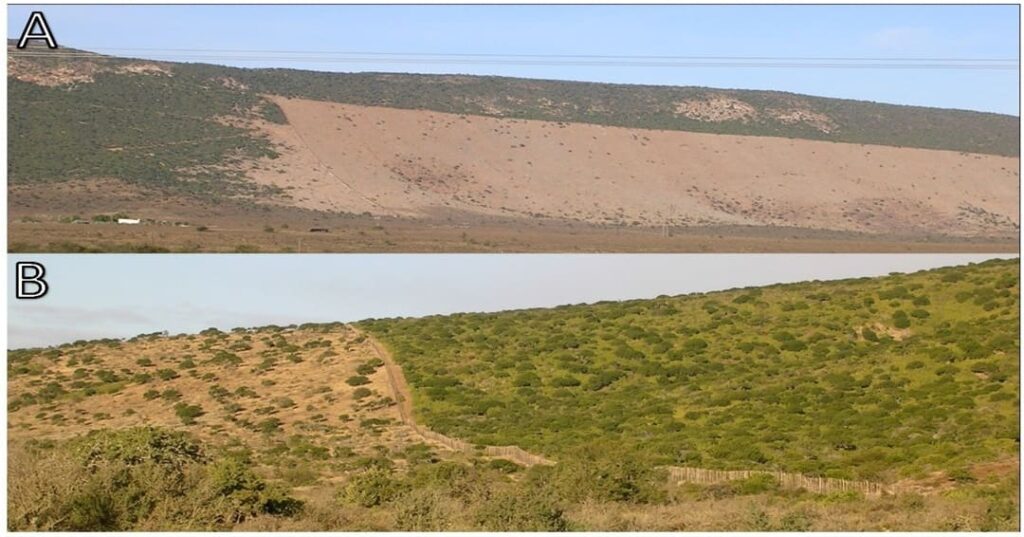 El sudafricano que comenzó plantando arbustos y terminó restaurando un ecosistema entero 6 granjero sudáfricano Graham Slater