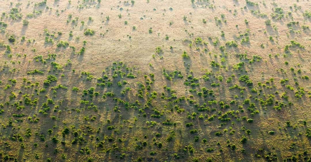regeneración natural de bosques en el Sahel