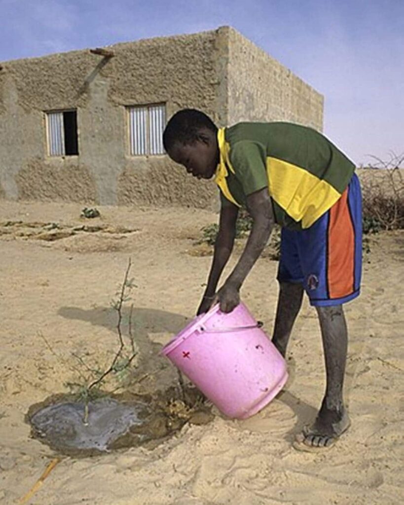 El bosque secreto bajo el desierto de Sahel 3 regeneración natural de bosques en el Sahel