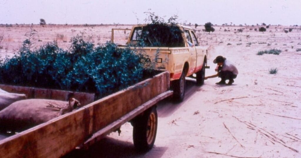 El bosque secreto bajo el desierto de Sahel 7 regeneración natural de bosques en el Sahel