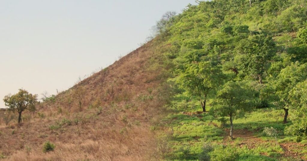 El bosque secreto bajo el desierto de Sahel 8 regeneración natural de bosques en el Sahel