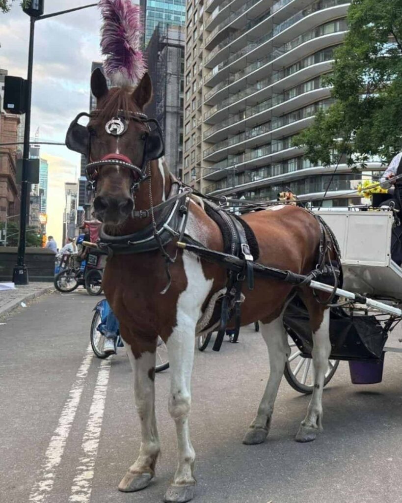 Nueva York dice adiós a los carruajes de Central Park: la Ley Romanch ya es una realidad 3 Nueva York aprueba la ley Romanch