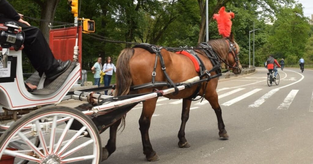 Nueva York dice adiós a los carruajes de Central Park: la Ley Romanch ya es una realidad 5 Nueva York aprueba la ley Romanch