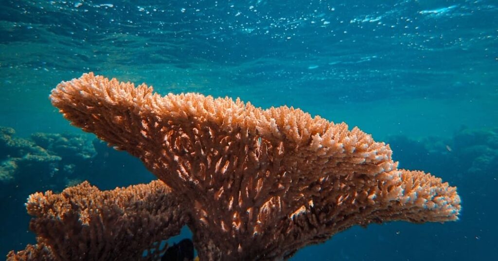 Panamá actualiza su ley para proteger arrecifes y pastos marinos: lo que cambia y lo que genera debate 1 promulgación de la Ley 560